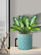 Ceramic Plant Holder Embossed Design