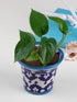 Blue Pottery Handmade Planter 4 Inches